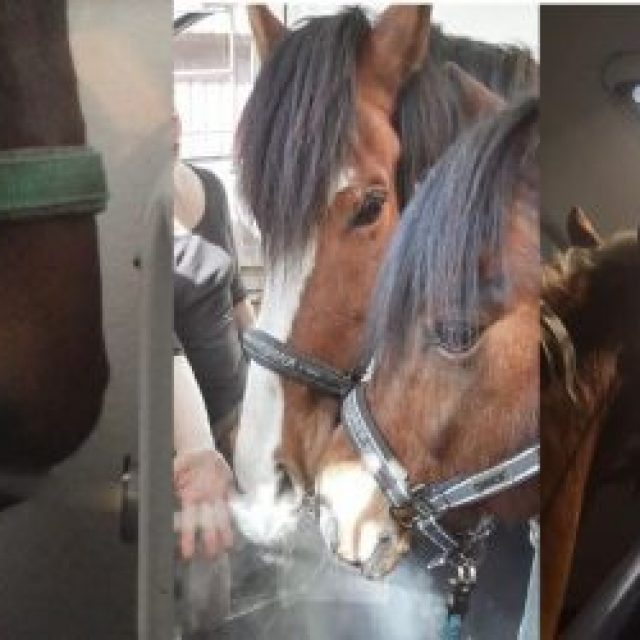 Das Schicksal unseres Ponys hat es so gewollt